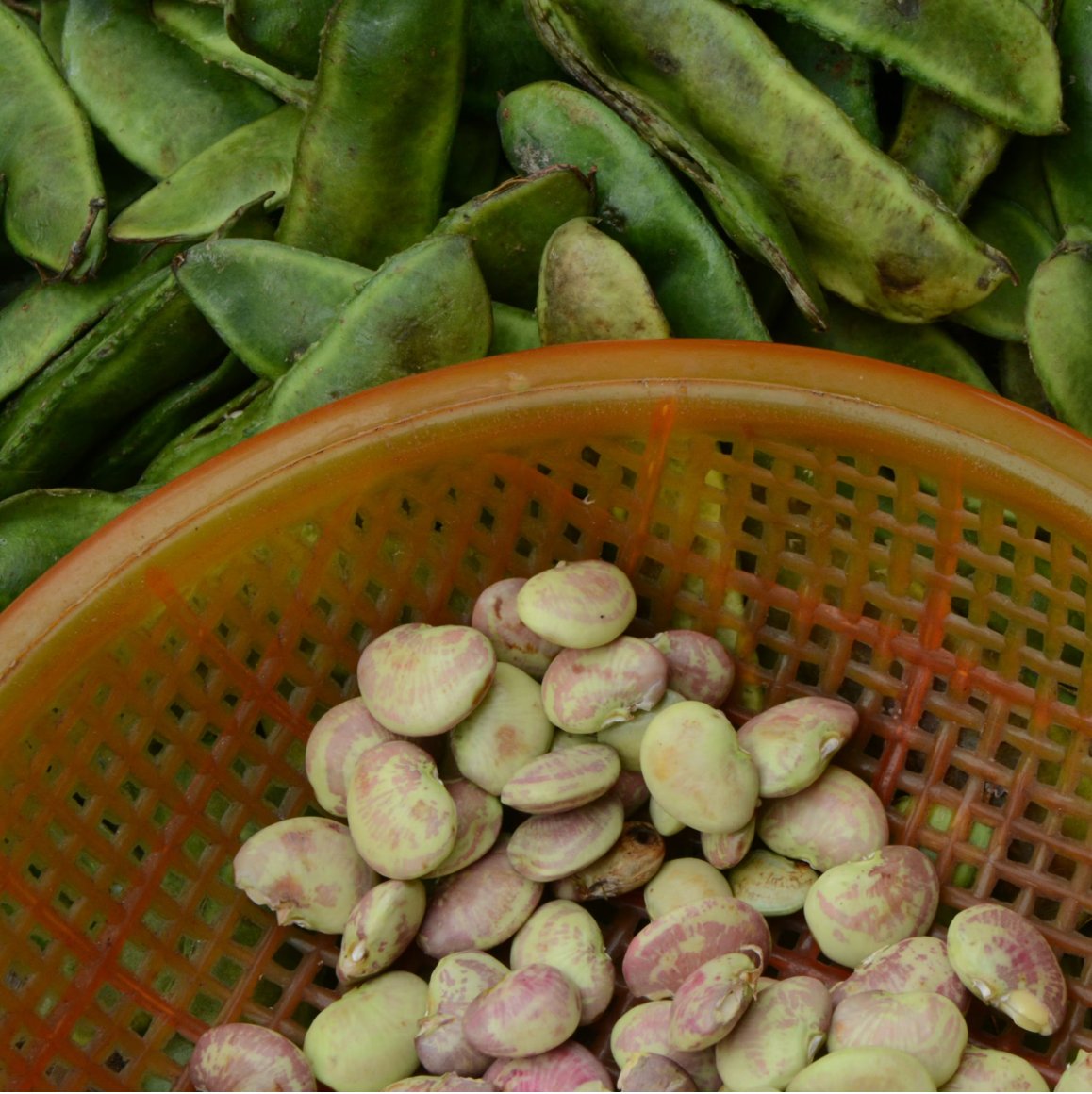 Beans and Peas