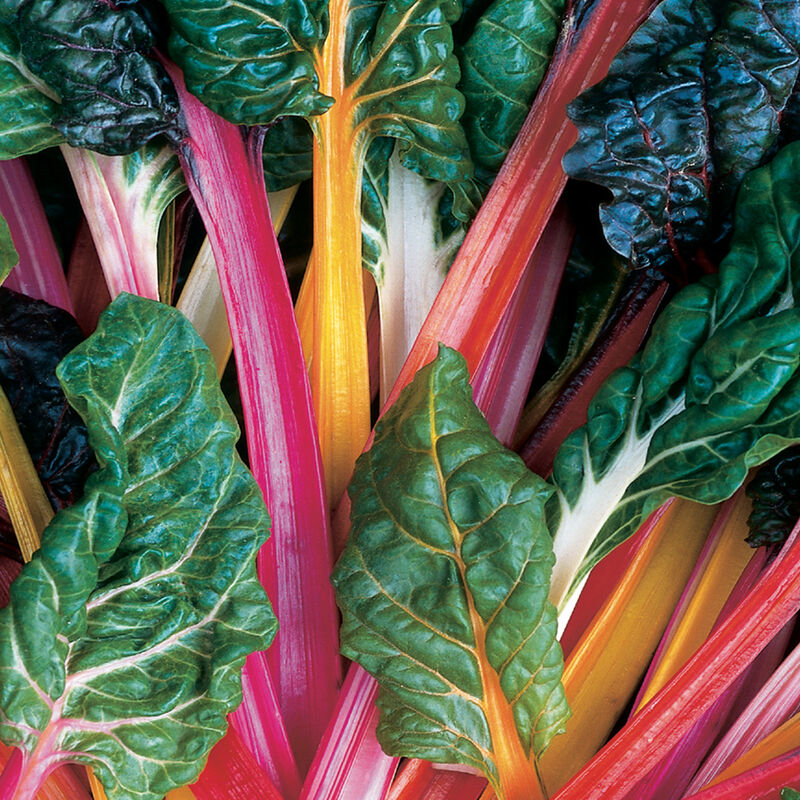 Swiss Chard Bright Lights