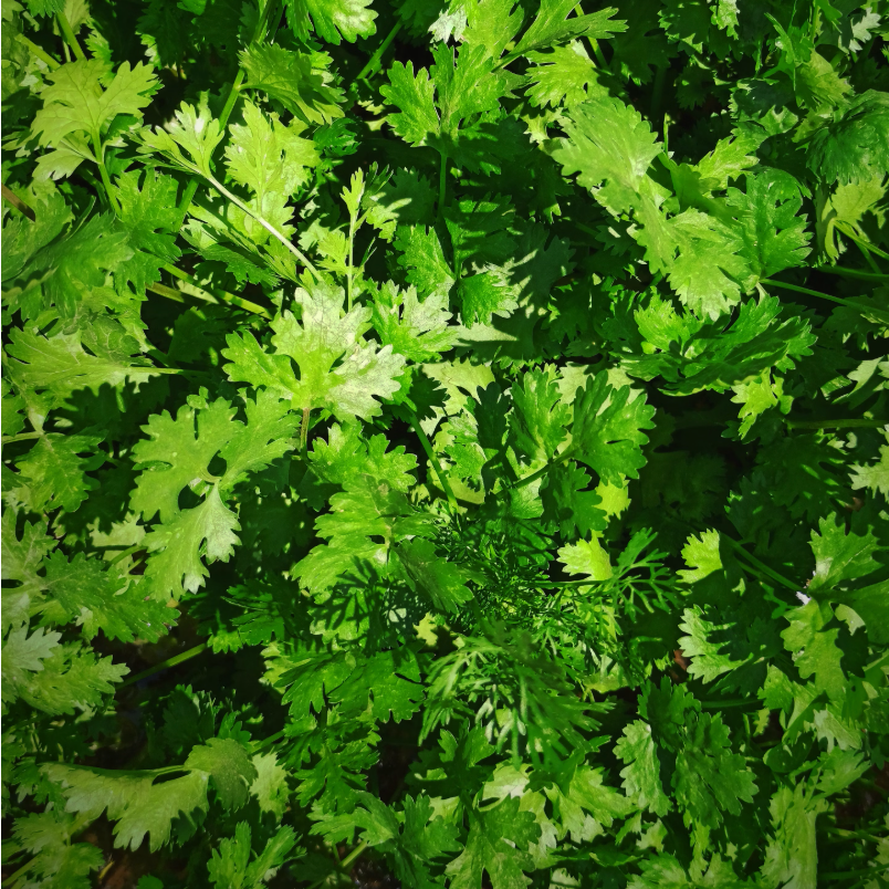 Cilantro