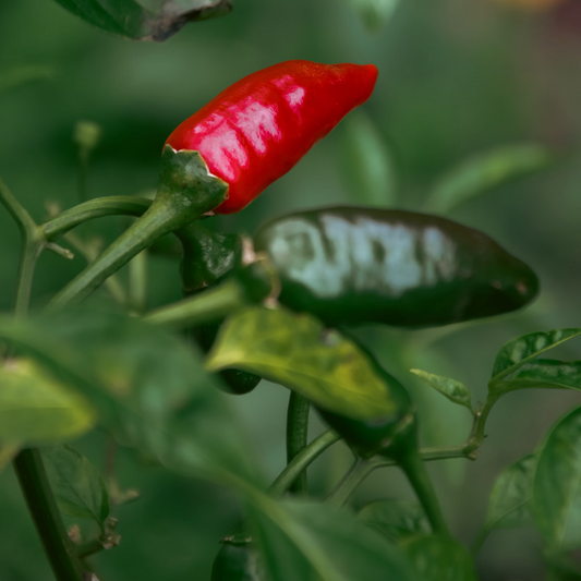 Heritage Chili Pepper