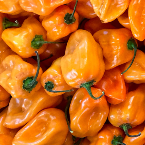 Datil Pepper