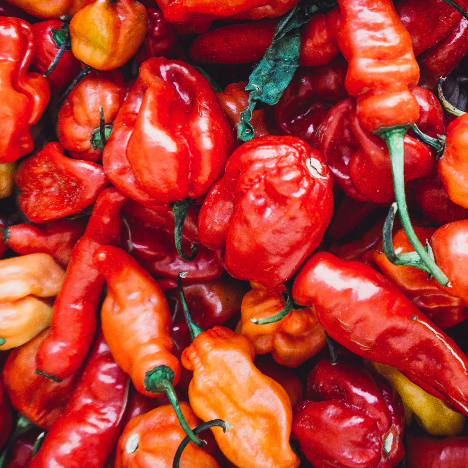 Red Habanero Pepper