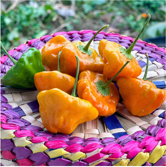 Scotch Bonnet Pepper