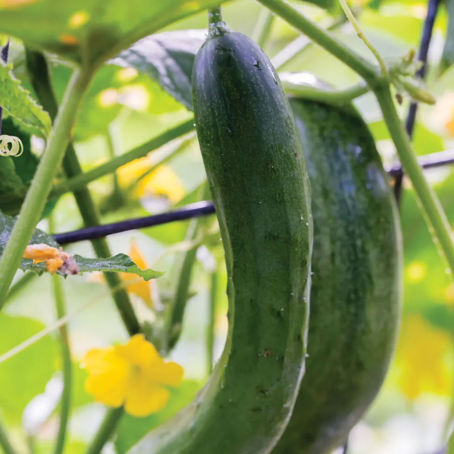 Wonder Green Burpless Cucumber