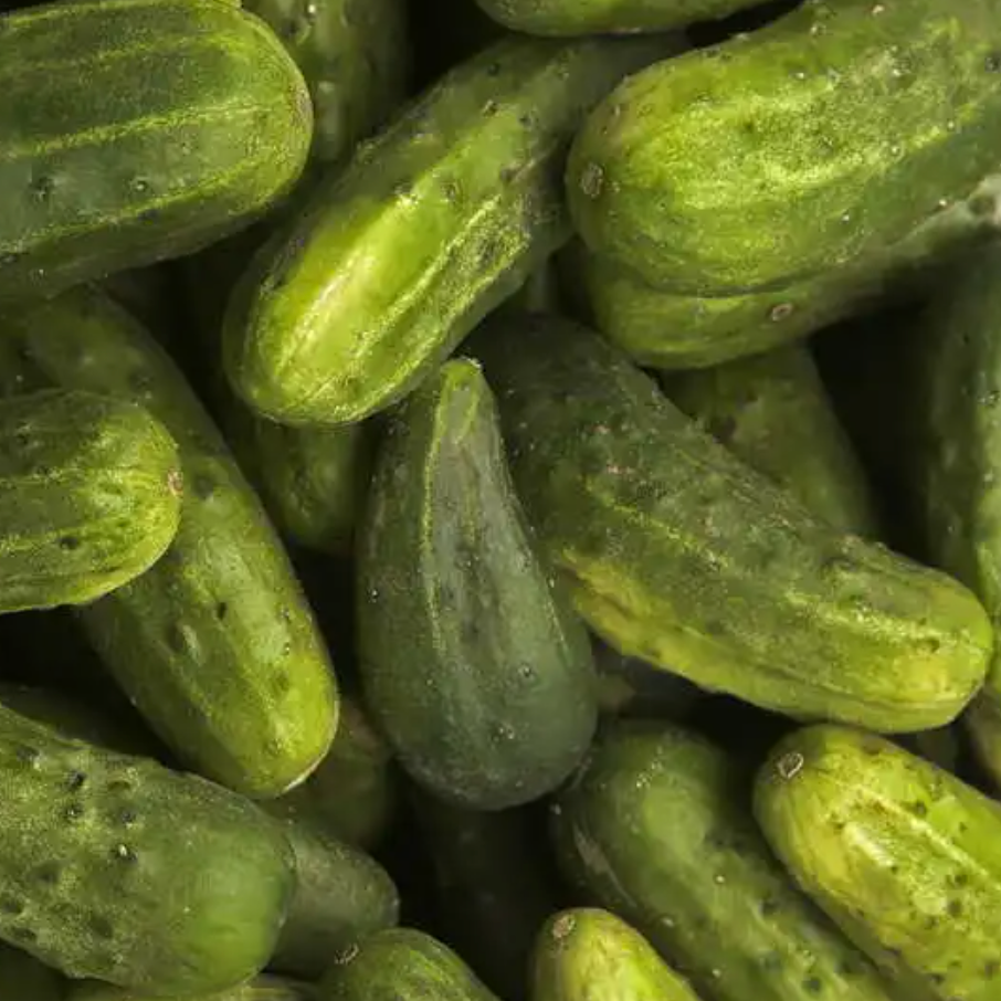 National Pickling Cucumber
