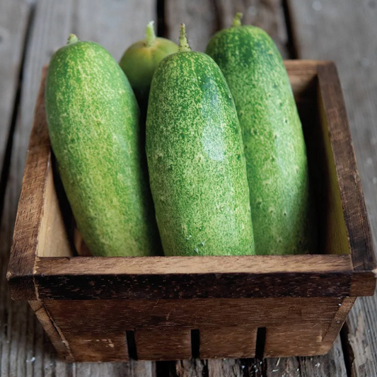 Heirloom Double Yield Cucumber