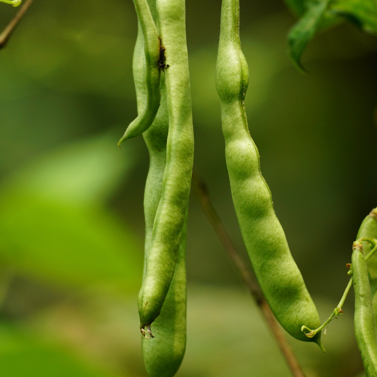 Garden Bean