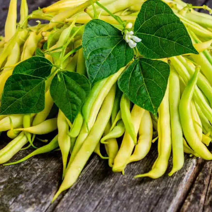 Golden Wax Bush Beans