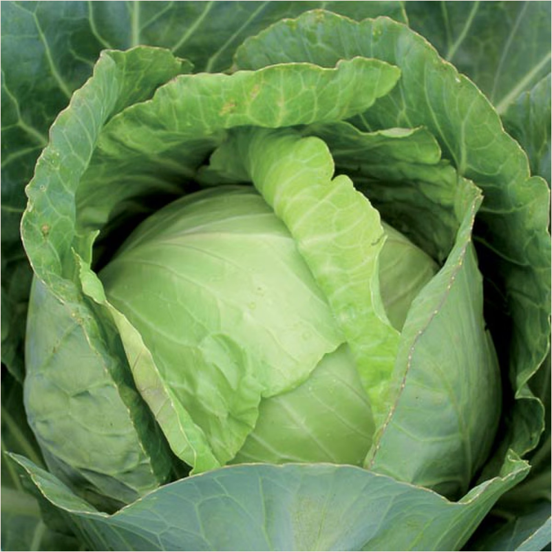 Copenhagen Market Cabbage