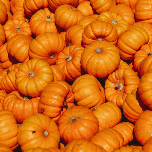 Pumpkins Big Max