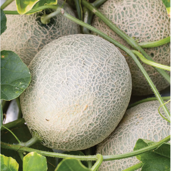 Imperial 45 Cantaloupe
