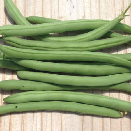 Top Crop Bush Beans
