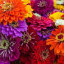 Zinna