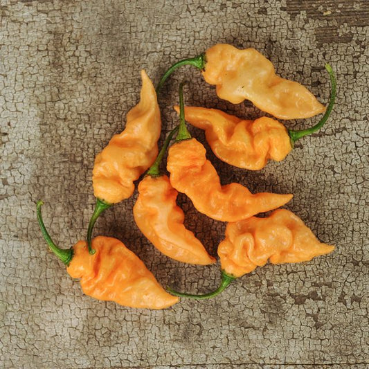 Ghost Pepper (Bhut Jolokia)