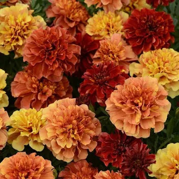 Marigold Gypsy - Yellow