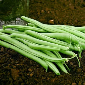 Jade Bush Beans